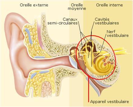schéma de l'oreille et de tous ses composants